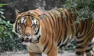 Ramai isu pakan harimau di kebun binatang Ragunan dibawa pulang petugas, Netizen: Korupsi