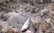 Tanda tsunami? Muncul fenomena air laut kering di Kaimana Papua, ribuan ikan mati tergeletak