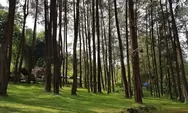 Nikmati Keindahan Hutan Pinus Nongko Ijo, Wisata Alam Madiun yang Lagi Hits