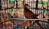 5 Jenis Burung Perkutut Katuranggan Paling Dicari: Ciri, Tuah, dan Makna Spiritualnya