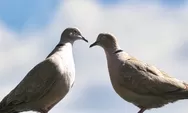 Cara Menjodohkan 2 Burung Perkutut Gacor agar Memiliki Keturunan yang Unggul