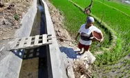 Bisa Panen Lagi, Petani Puas Pemkot Semarang Perbaiki Irigasi di Jabungan