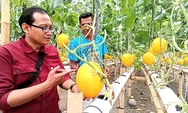 Serunya Petik Melon Golden Hidroponik di Tengah Kampung