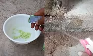 Banyak Semut di Rumah? Bikin Ramuan Pembasmi Semut Merah Cuma Pakai Modal Sabun Colek Seribuan dan Bumbu Dapur, Yuk Coba!
