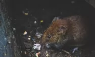 Anti Gagal! Cara Mengusir Tikus di Rumah Cuma Pakai 3 Bahan Dapur Ini, Tikus Kabur Ogah Balik Lagi