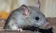 Asli Baru Tahu! Cara Mengusir Tikus di Rumah dengan Kulit Buah Populer Satu Ini, Anti Ribet Pokoknya