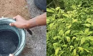 Cuma Pakai Ramuan Ini Bisa Bikin Tanaman Cabai Bebas Penyakit Patek, 100 Persen Organik!