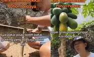 Enak Tinggal Petik, Tips agar Pohon Pepaya Tumbuh Pendek tapi Buahnya Tetap Besar, Tak Perlu Repot Pakai Galah