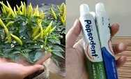 Petani Nekat! Cuma Pakai Odol Tanaman Cabai Bisa Subur dan Cepat Berbuah, Segera Contek Cara Ini
