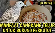 Perkutut Mabung? Ini Cara Cepat Atasi Rontok Bulu Cuma Pakai Cangkang Telur Dijamin Kembali Lebat, Burung Gacor Lagi!