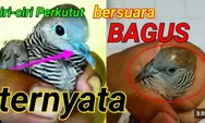 Pantas Banyak Dicari! Pesona Perkutut Lokal Suara Emas, Primadona Masteran Burung Macet Bunyi: Ini Cirinya!
