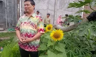 Tingkatkan Potensi Agrobisnis, Yayasan Jateng Majeng Sareng Latih Petani Lansia Budidaya Bunga Matahari di Bandungan