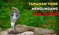 Kesahalan Fatal Menanamnya! 5 Tanaman yang Disukai Ular Bisa Mengundang Datang, Nomor 4 Sangat Wangi