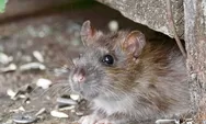 Tak Perlu Pelihara Puluhan Kucing, Ada Tips Usir Tikus dengan Irisan Bawang Merah yang Ampuh Bikin Hewan Pengganggu Kelenger