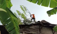 Waspada! Hujan Disertai Angin Kencang Landa Kendal, Pohon Tumbang Timpa Rumah Warga
