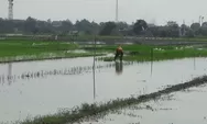 Sawah di Kendal Terendam Banjir, Petani: 3 Hari Tidak Surut Bisa Mati