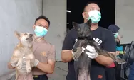 Ada yang Kritis dan Meninggal, Ratusan Anjing yang Dibawa Pakai Truk Dirawat di Polrestabes Semarang