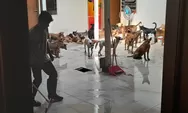 Ratusan anjing Selundupan di Semarang Berpotensi Tularkan Penyakit, Polisi Bakal Pindahkan ke Bogor