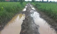 Mirip Jalur Off Road, Jalan Rusak Kampung Gendingan Kendal Belum Tersentuh Program Perbaikan