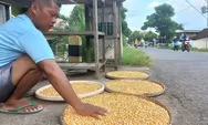 Tak Hanya Beras, Harga Jagung di Kendal Ikut Naik, Peternak Kelimpungan