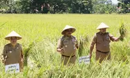 Jateng Mulai Panen Raya, Diharap Bisa Tambah Stok dan Stabilkan Harga Beras