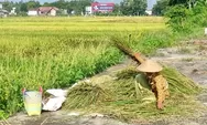 Musim Panen, Petani di Kendal Malah Sambat Harga Gabah Turun