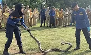 Terkendala Tempat, Damkar Kendal Kesulitan Salurkan Ular Hasil Penyelamatan