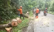 Rapuh, Pohon Jengkol Tumbang Ditiup Angin Kencang dan Melintang Jalan