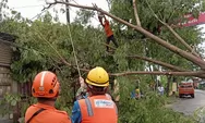 Lagi! Hujan Deras dan Angin Kencang Tumbangkan Pohon di Kendal, Jaringan Listrik Putus
