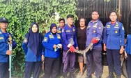Begini Tips Aman Jika Lihat Biawak Masuk Rumah, tetap Tenang dan Hubungi Damkar