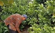 Harga Kopi Tembus Rp 80.000 , Begini Harapan Petani di Kendal