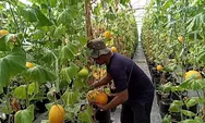Kembangkan Melon Lavender di Kendal, Petani ini akan Panen Sebulan Sekali