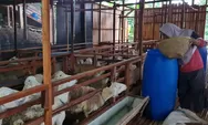Peternak Kambing di Kendal ini Mampu Jual Kambing hingga 500 ekor Sekali Kirim 