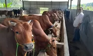 RPH Semarang Siapkan Tukang Jagal di Idul Adha 2024, Sehari Bisa Sembelih 100 Sapi dan Kambing