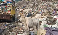 Sapi Makan Sampah di TPA Jatibarang Bikin Khawatir Jelang Idul Adha, Sulit Diidentifikasi Jika Dijual