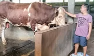 Pemilik Konter Seluler di Kaliwungu ini Istiqomah Kurban Sapi Jumbo Tiap Tahun