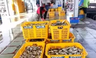 Pendapatan Lelang Ikan di TPI Batang Merosot, Retribusi Terancam