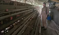 Dari Ratusan Peternakan Ayam Petelur di Batang CUma 3 Peternak yang yang Kantongi Sertifikat NKV