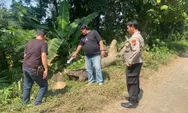 Melintas di Jalan Hutan,  Pengendara Motor Tewas Tertimpa Pohon Ambruk   