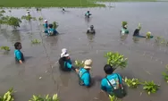 Asyiknya Menanam Mangrove untuk Cegah Abrasi di Mangkang Semarang