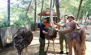 Sebelum Dikirim ke Bali, Burung Unta dari Safari Beach Batang Diperiksa Intensif