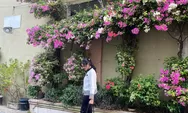 Viral Warna-warni Bunga Bugenvil di Pleburan Semarang, Jadi Spot Foto Dadakan Gen Z