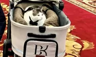 Stroller Bobby Kertanegara Kucing Prabowo Bikin Publik Penasaran, Ternyata Harganya Bikin Melongo!