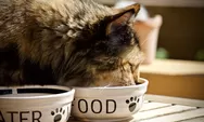 Selain Dry Food dan Wet Food Kemasan, Ini 6 Makanan yang Bagus untuk Kucing Peliharaan