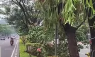Median Taman Jalan Pahlawan Semarang Makin Cantik dengan Adanya Tanaman Tanduk Rusa