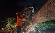Hujan Deras Disertai Angin Sebabkan Pohon Tumbang di 6 Titik di Kendal