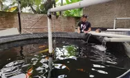 Budidaya Ikan Koi di Lahan Sempit, Perternak di Batang Dapat Omzet Jutaan