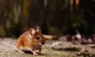 Jangan Anggap Sepele Gigitan Tikus, Ini 4 Bahayanya dan Pertolongan Pertama yang Harus Dilakukan