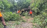 Pohon Duwet Raksasa di Komplek Makam Protomulyo Tumbang Tutup Akses Jalan