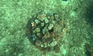 Selamatkan Biota Laut, Undip dan PT BPI Lakukan Konservasi dengan Terumbu Karang Buatan